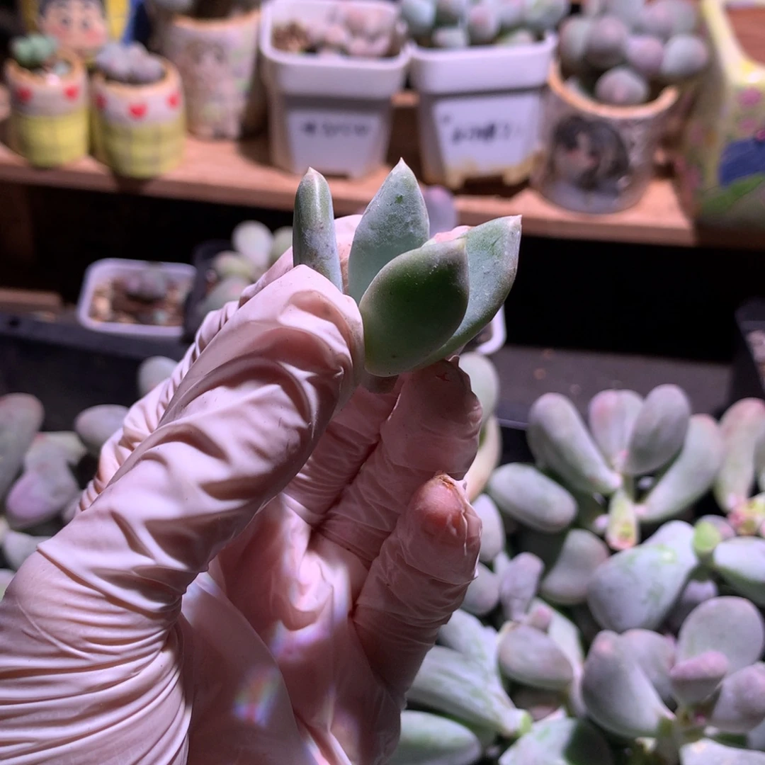 加菲猫母本1.0加菲猫