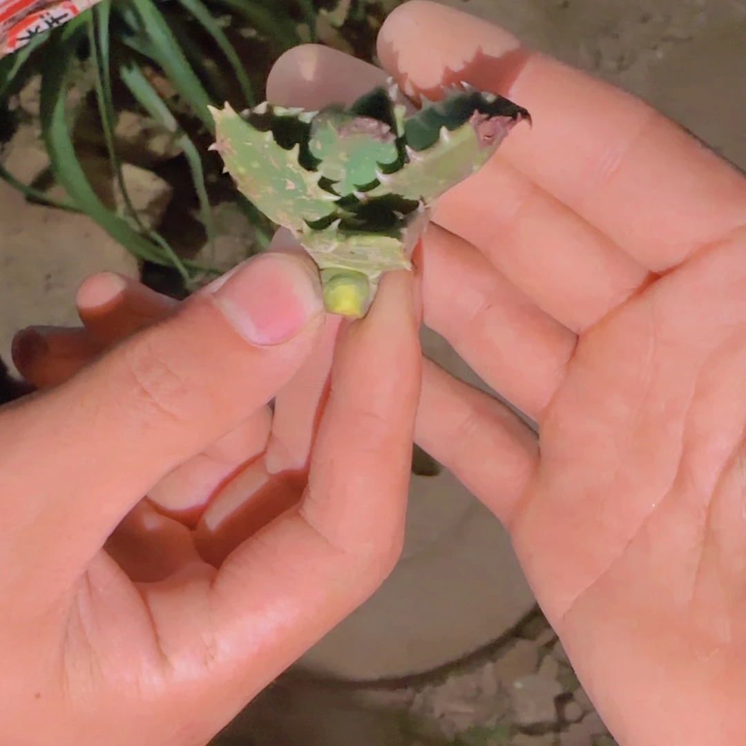 小***嘛块根植物块根植物