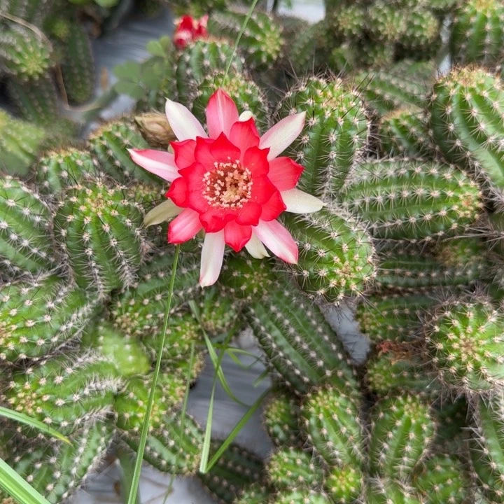 白檀仙人掌552侧芽一个