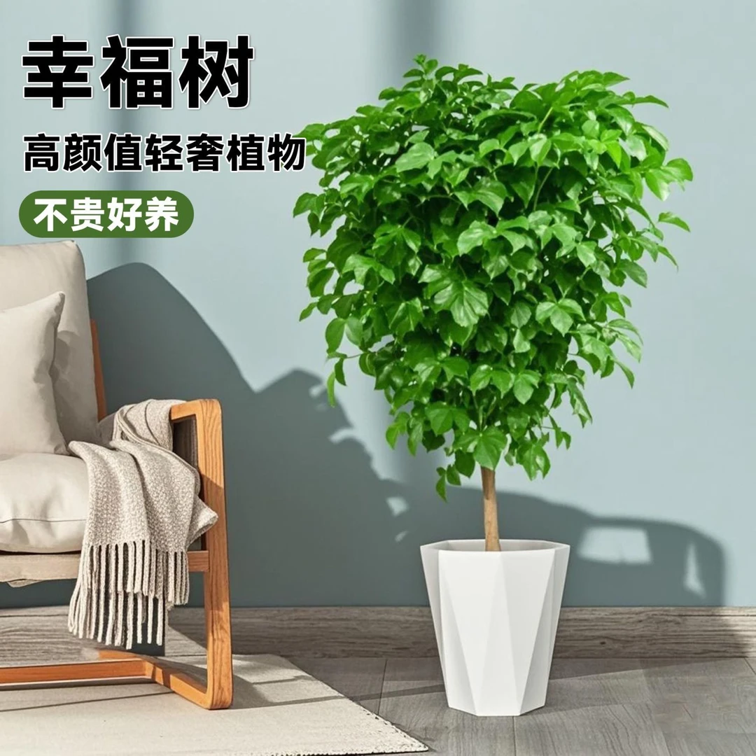 幸福树绿宝大型绿植盆栽客厅室内新家吸甲醛净化空气好养易活