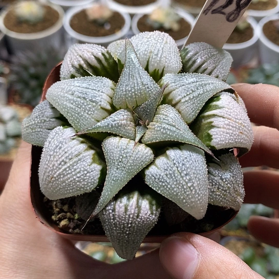 128吕之星十二多肉