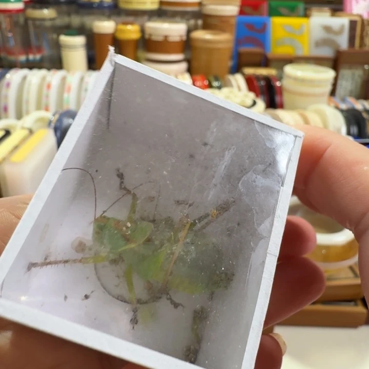 行***者大吉尔一只合适漂亮