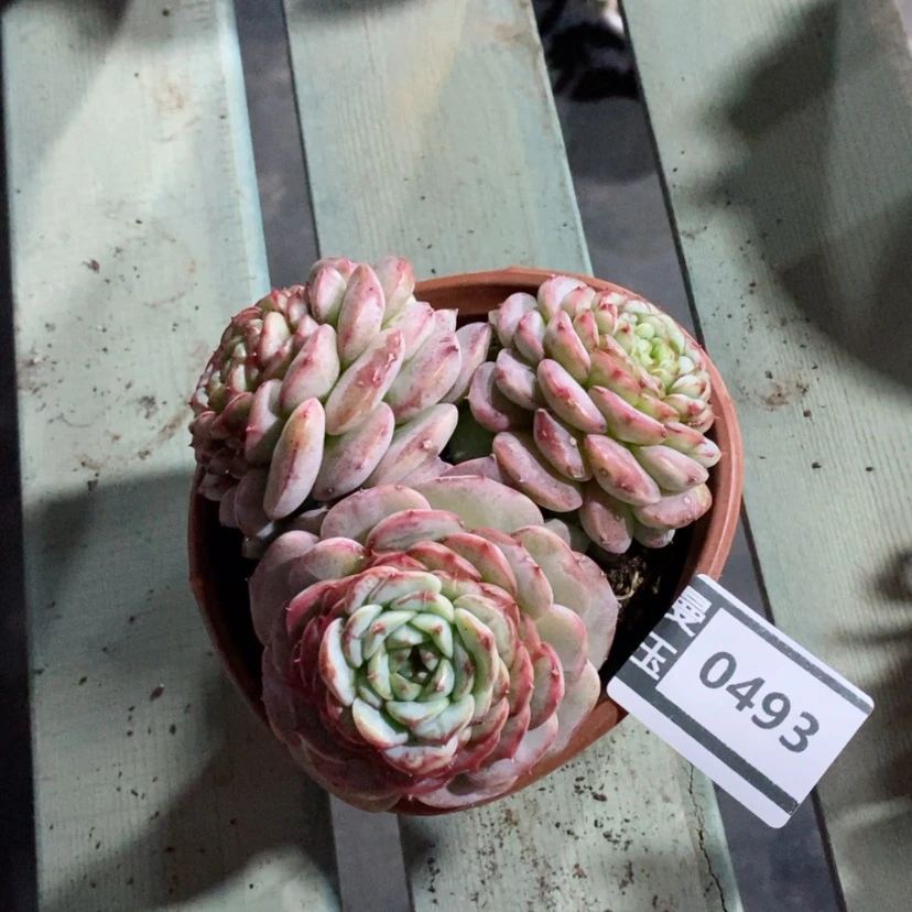 【闪购商品】天鹅绒0493