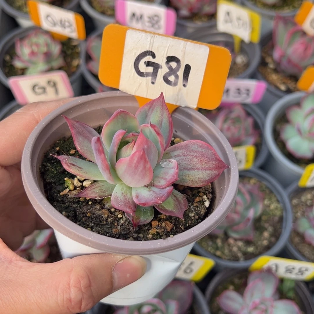 @****）G81惊鸿单头多肉