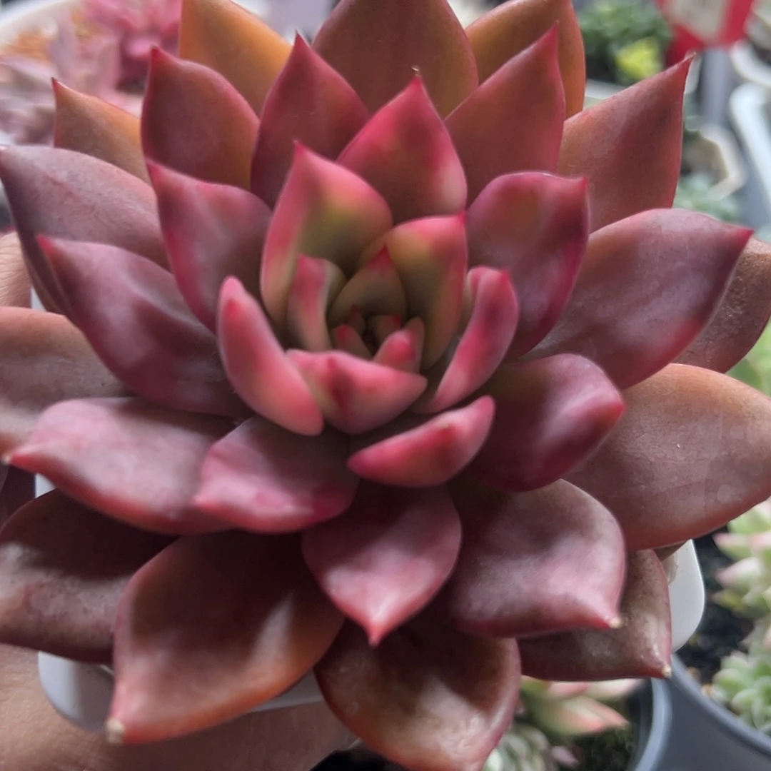 卡梅拉锦多肉植物