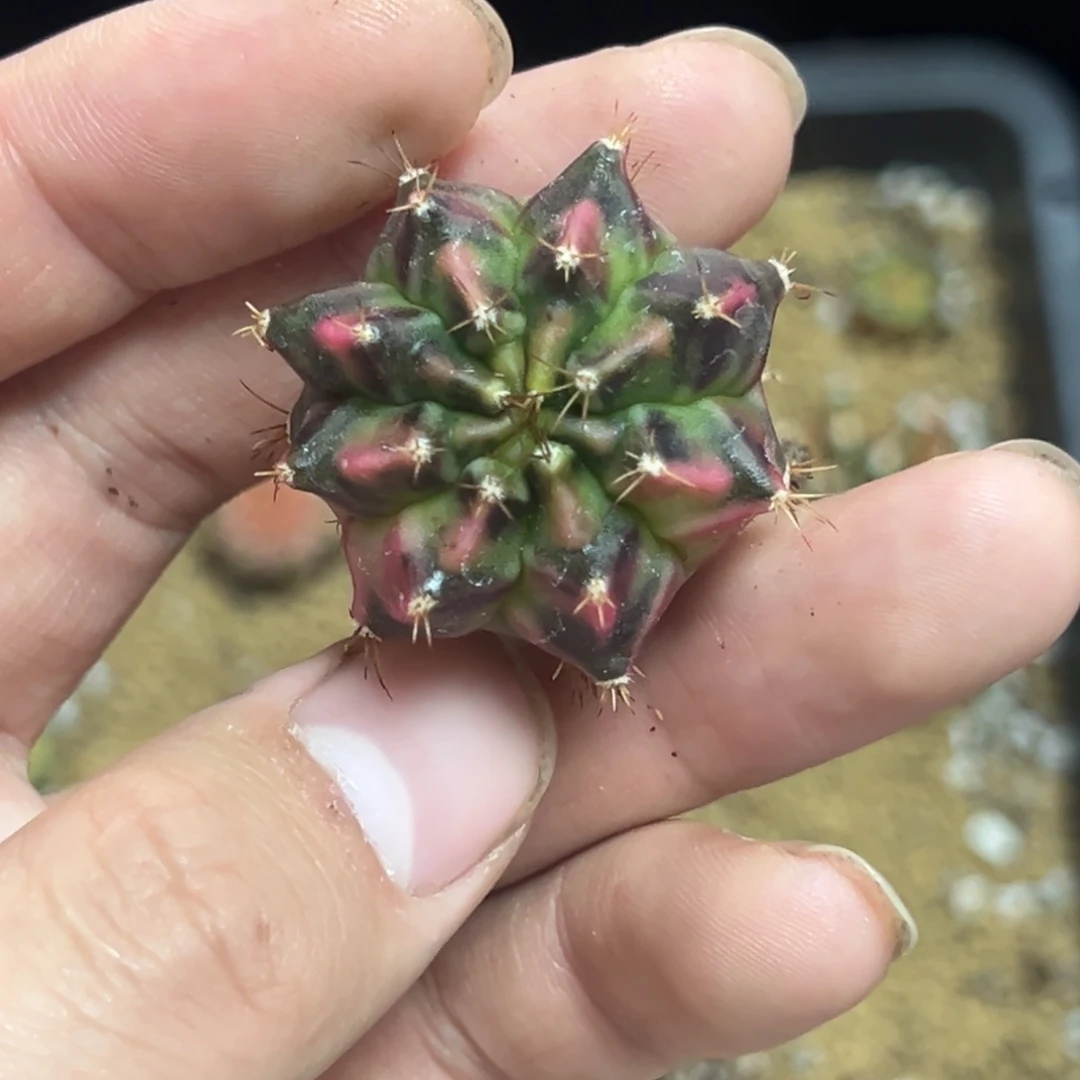 名品侧芽自根脱土发货19