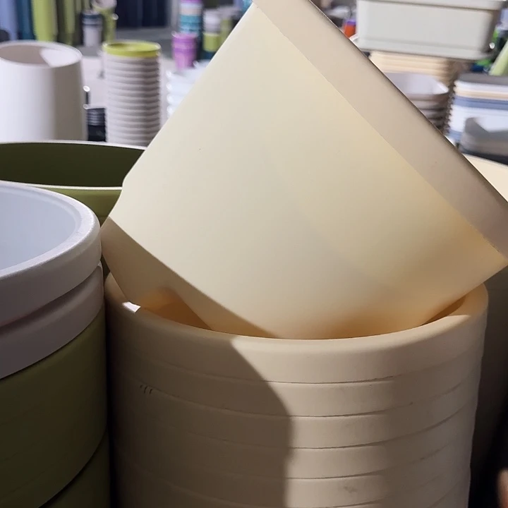 球根4号米黄无托5个