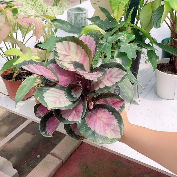 完全开放786 红玫瑰
