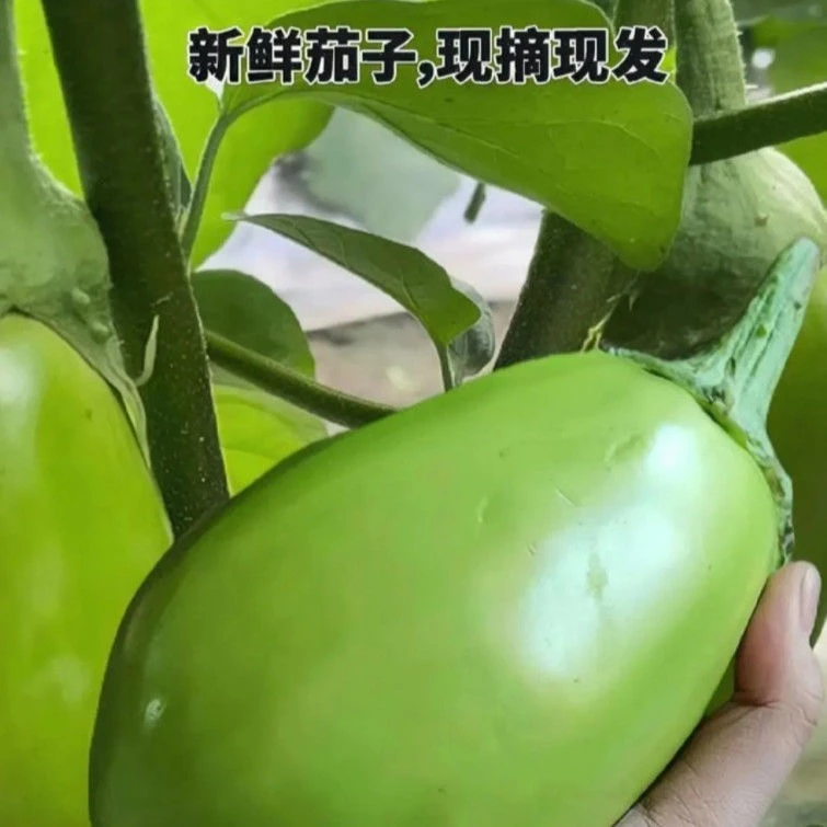 5斤新鲜河南青茄子农家自种现摘无籽绿色青皮绿茄子 坏果包赔