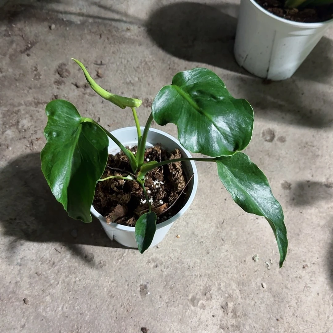 全部花朵大*豆龟背竹植物一物一拍