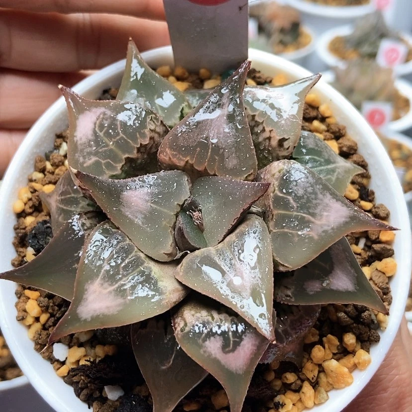 【闪购商品】41酒吞童子