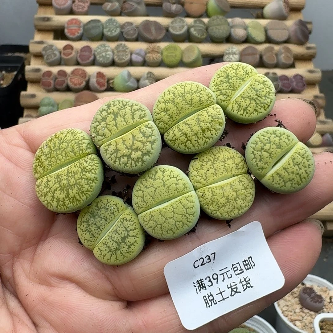 237多肉哈哈哈哈哈哈哈