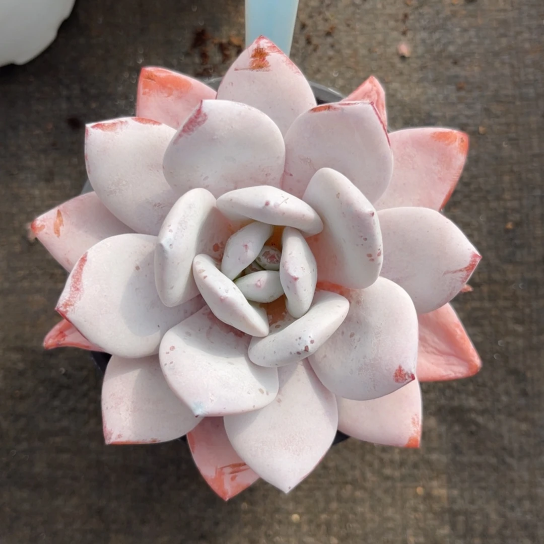 云尘多肉一物一拍1573