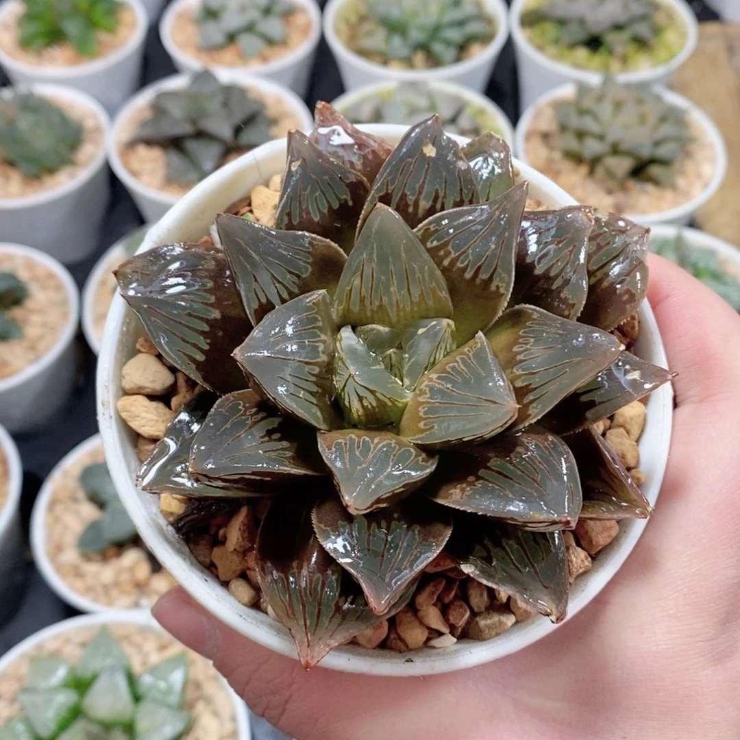 实生寿玉露多肉植物