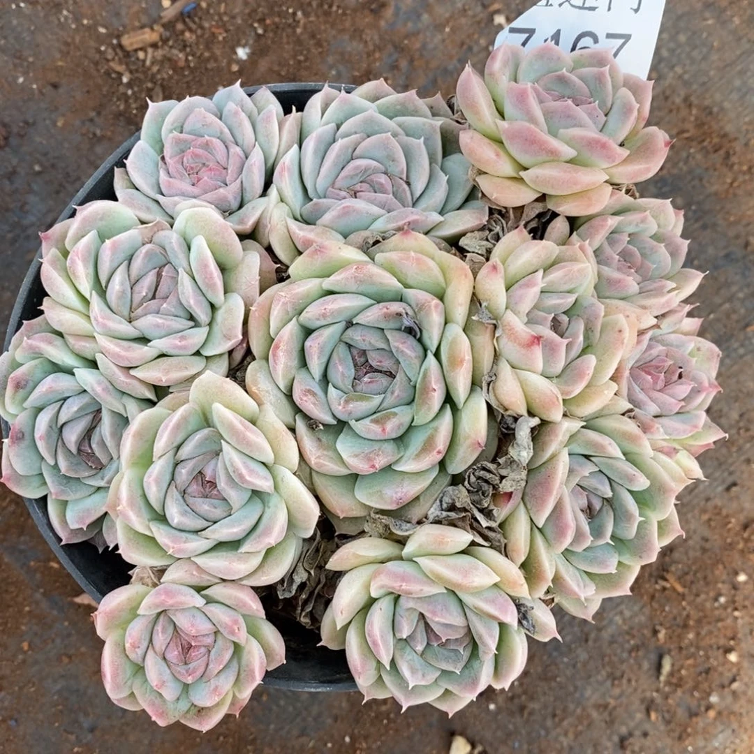 如***令杂交精品多肉7167~13厘米