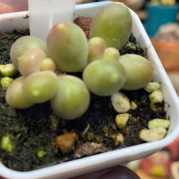 青芒661号的多肉啊啊带盆发啊啊