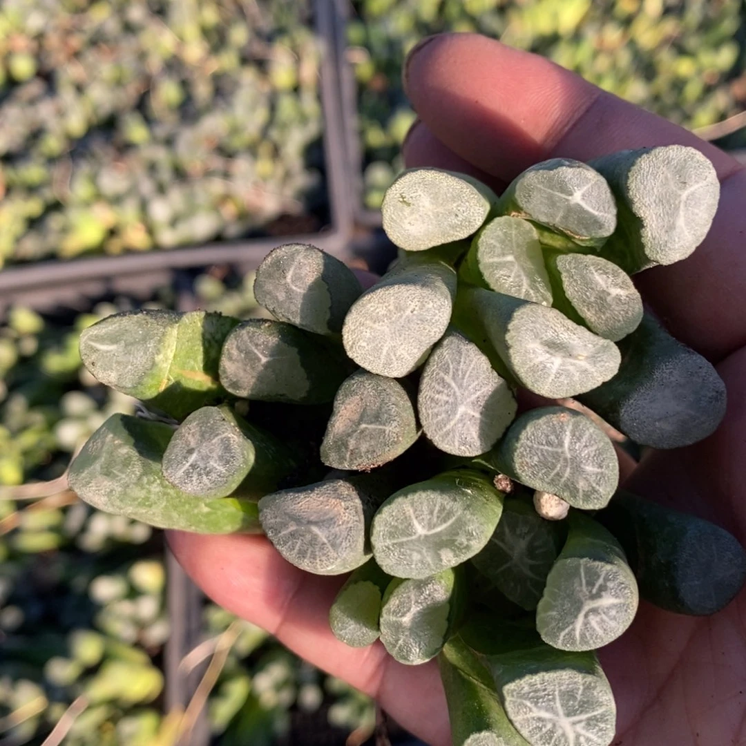 123 一颗实生大万象 超级福利