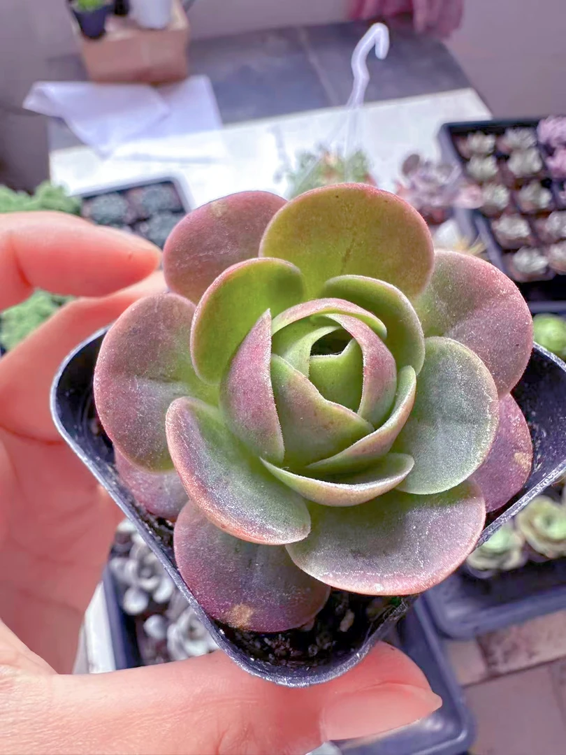 小妖姬玫瑰多肉植物（满9.9元包邮发货）