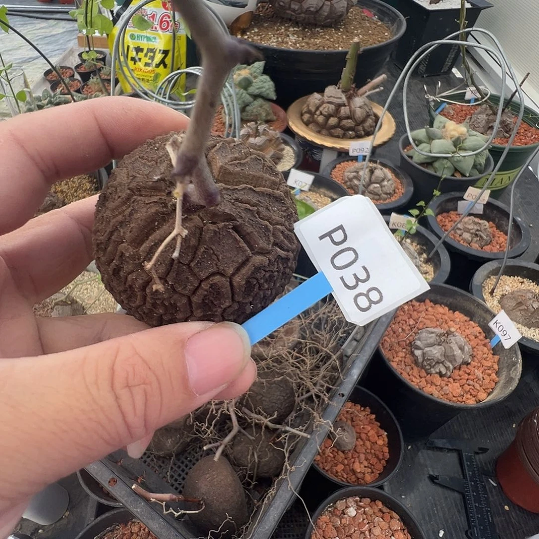 多肉植物专拍 一物一拍 南非龟甲龙038