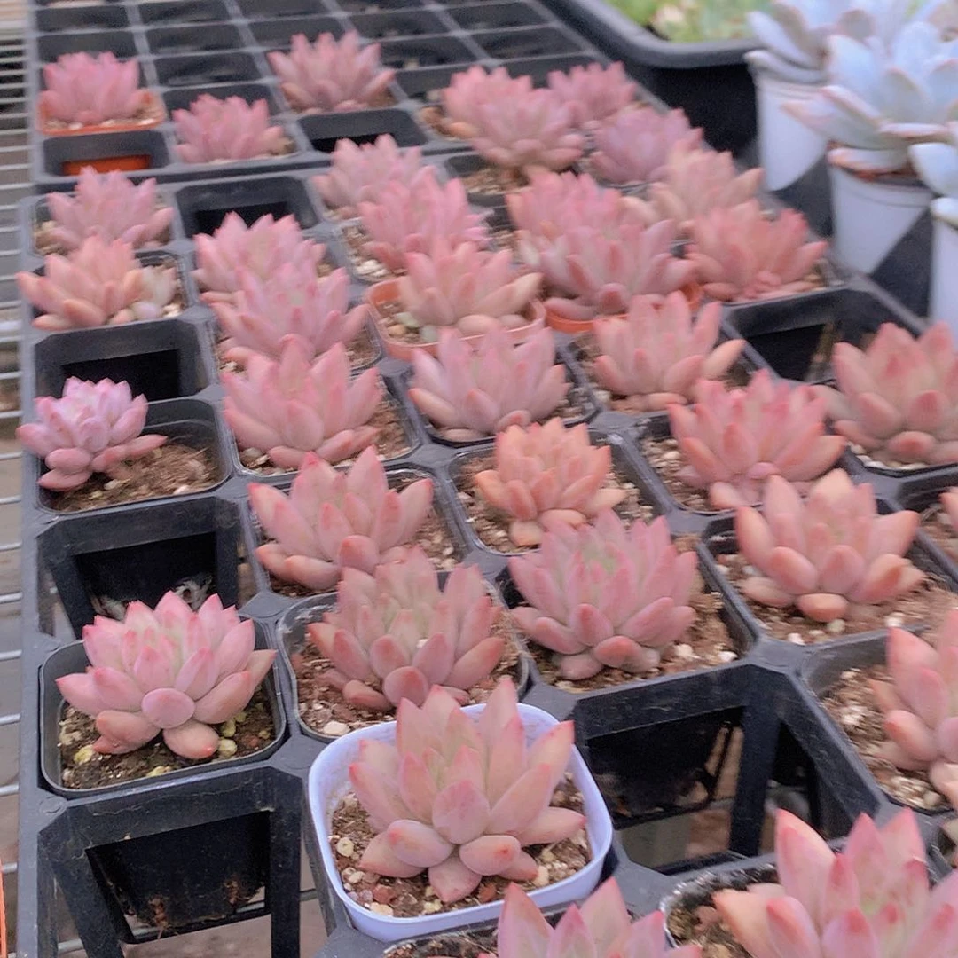 水晶球美人2盆4888444444444