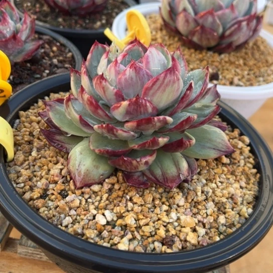 271惊鸿仙子 夏鸣园艺