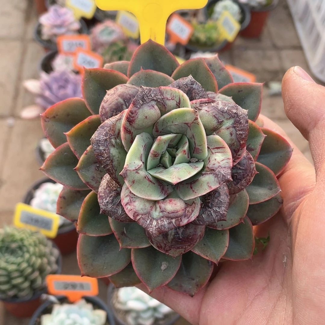 【闪购商品】1342号