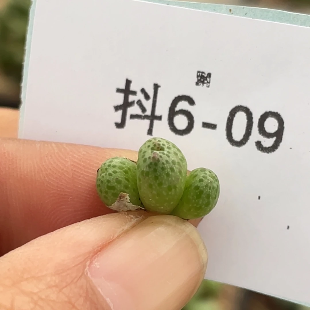 6-9草莓斑马肉锥多肉