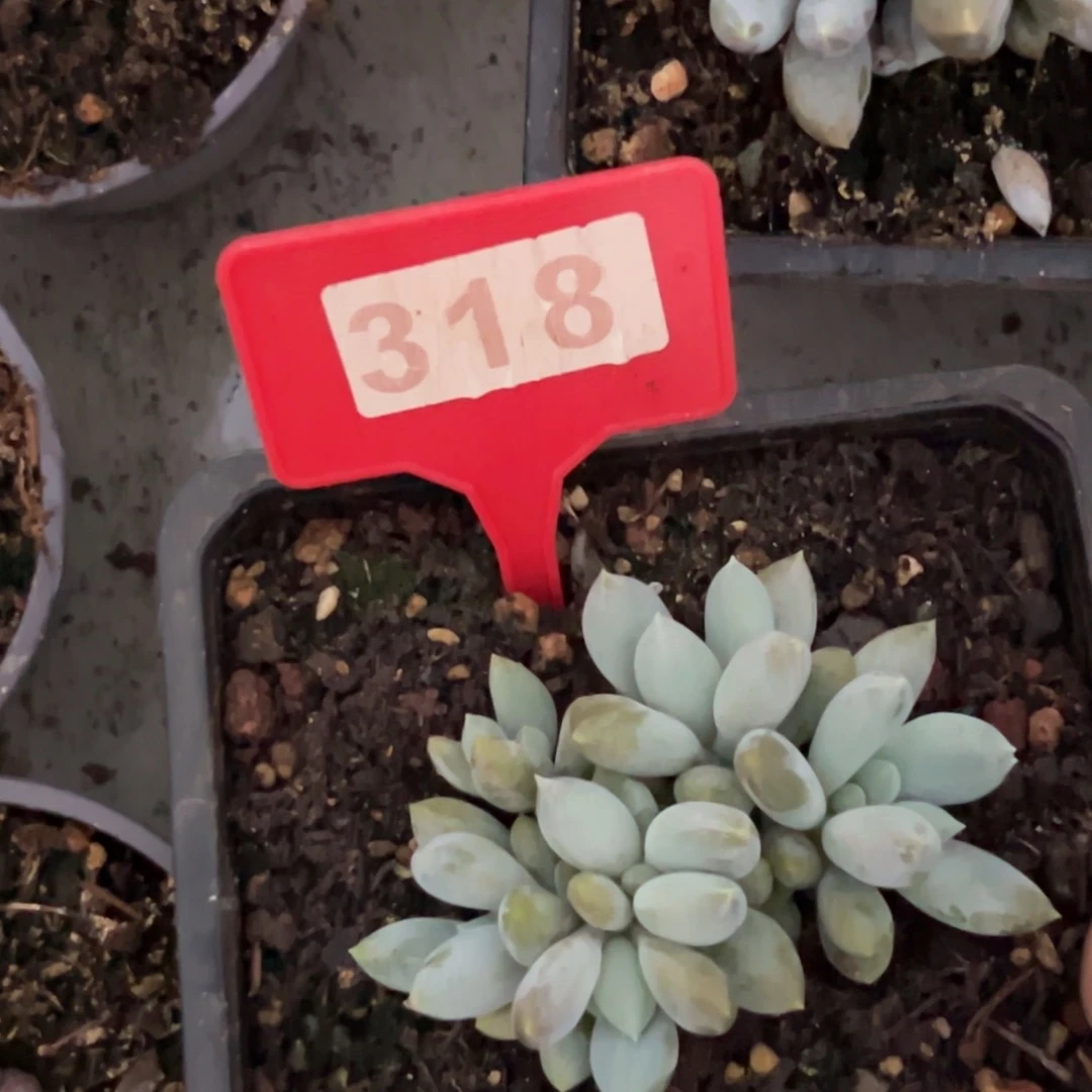 多肉植物胖体哥特318