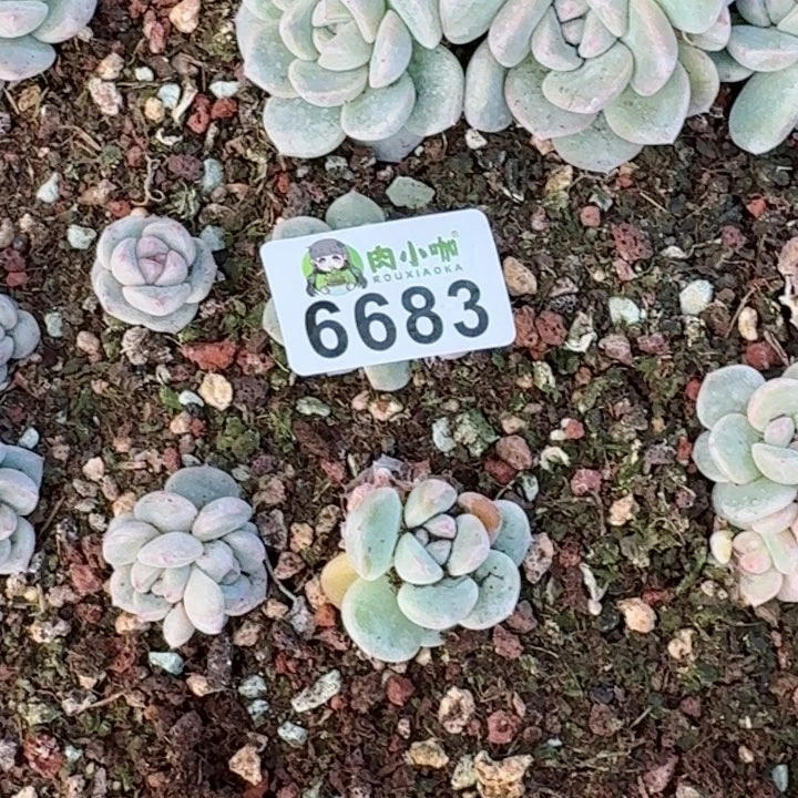 辣**枝多肉植物多肉植物