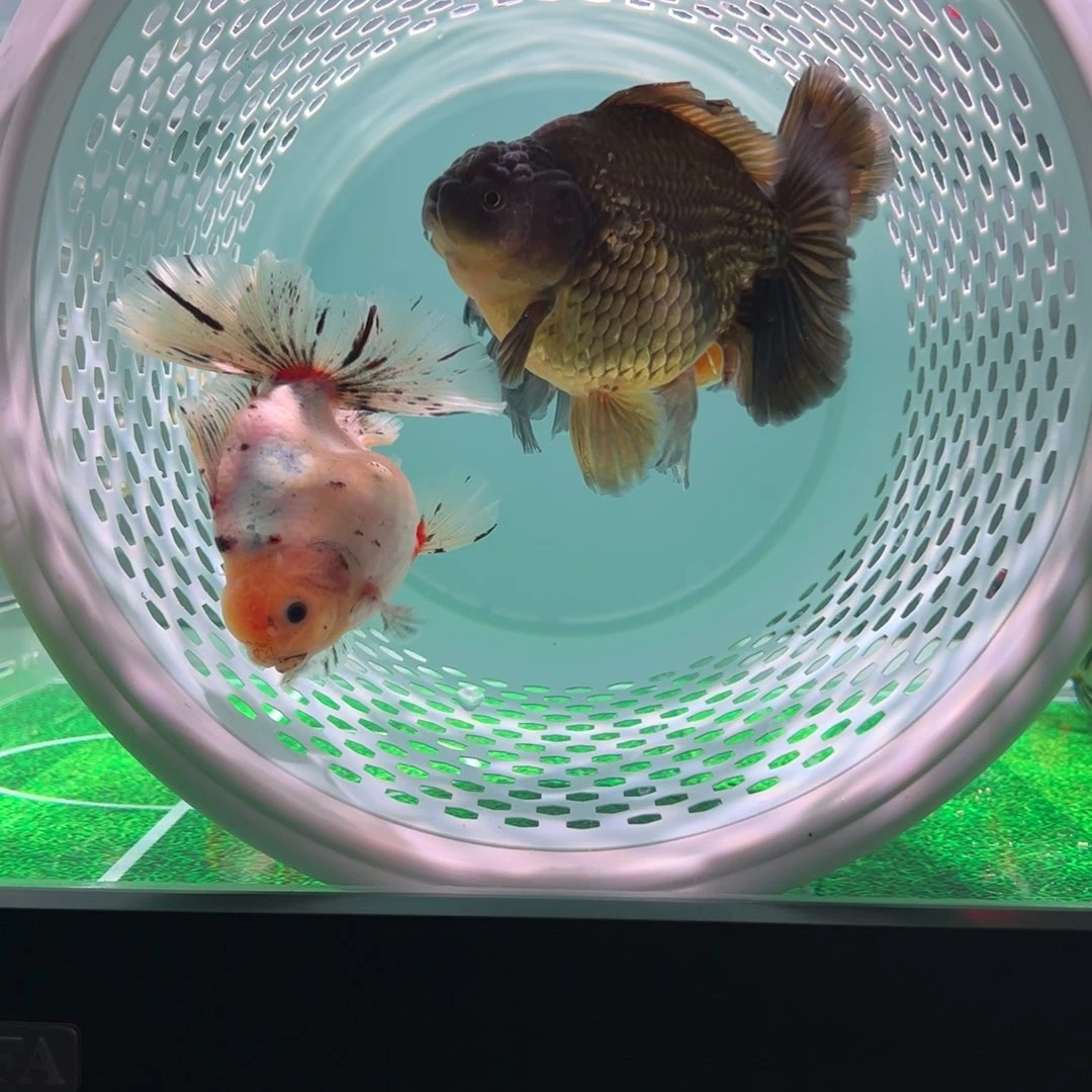 金鱼三**幸3条 百褶 活体金鱼