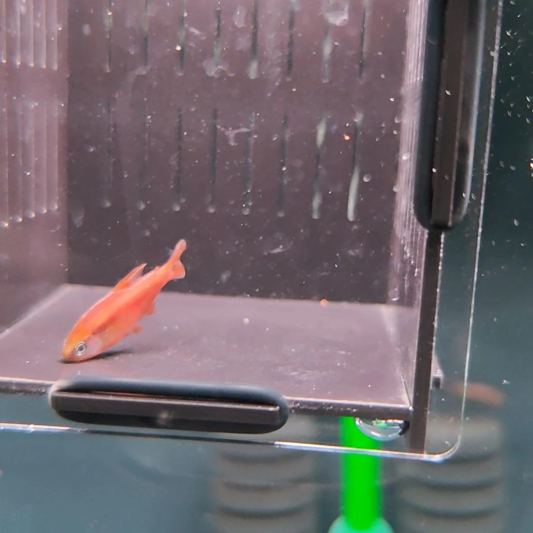 灯科鱼超级黄魔鬼