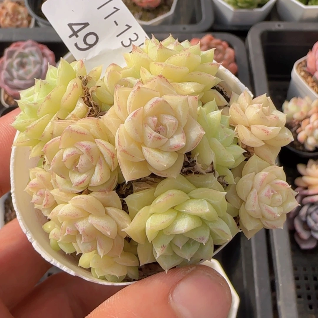 白天鹅麦秆群一颗