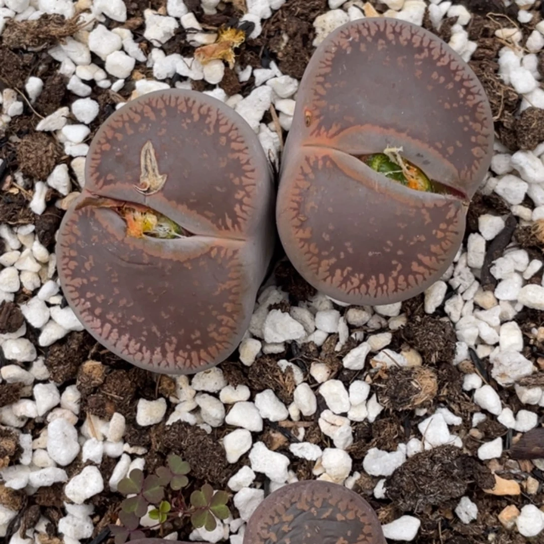 非偏远满20包邮453