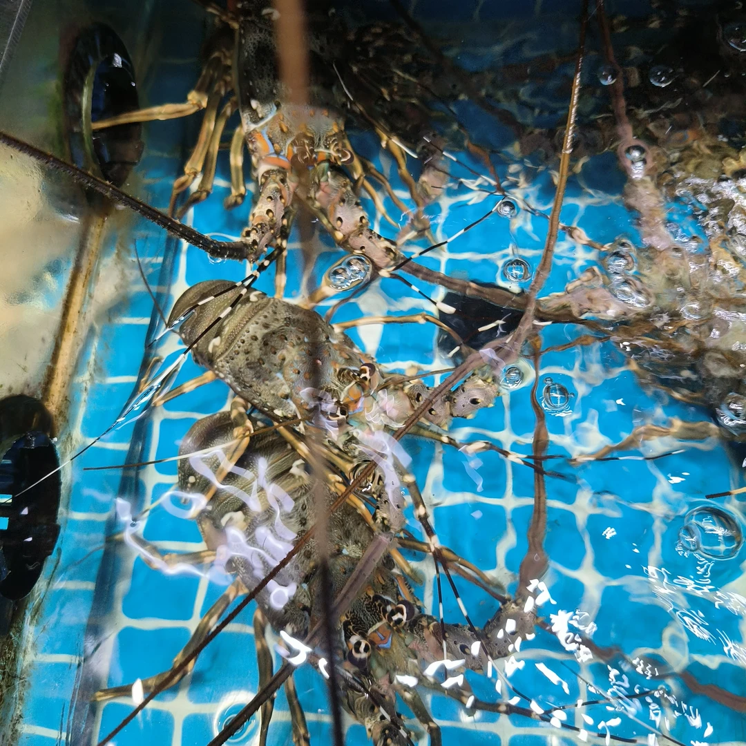 小青龙1只（0.5左右）
