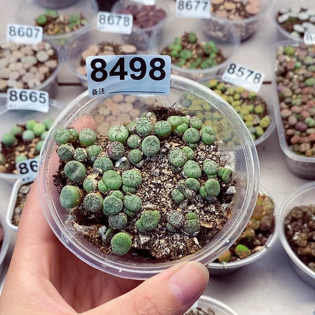 8498青姬和大长终于