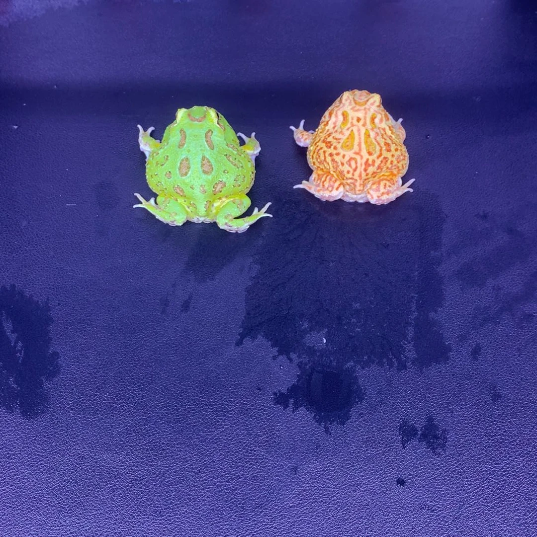 角蛙一对三基因变异后代➕盒子