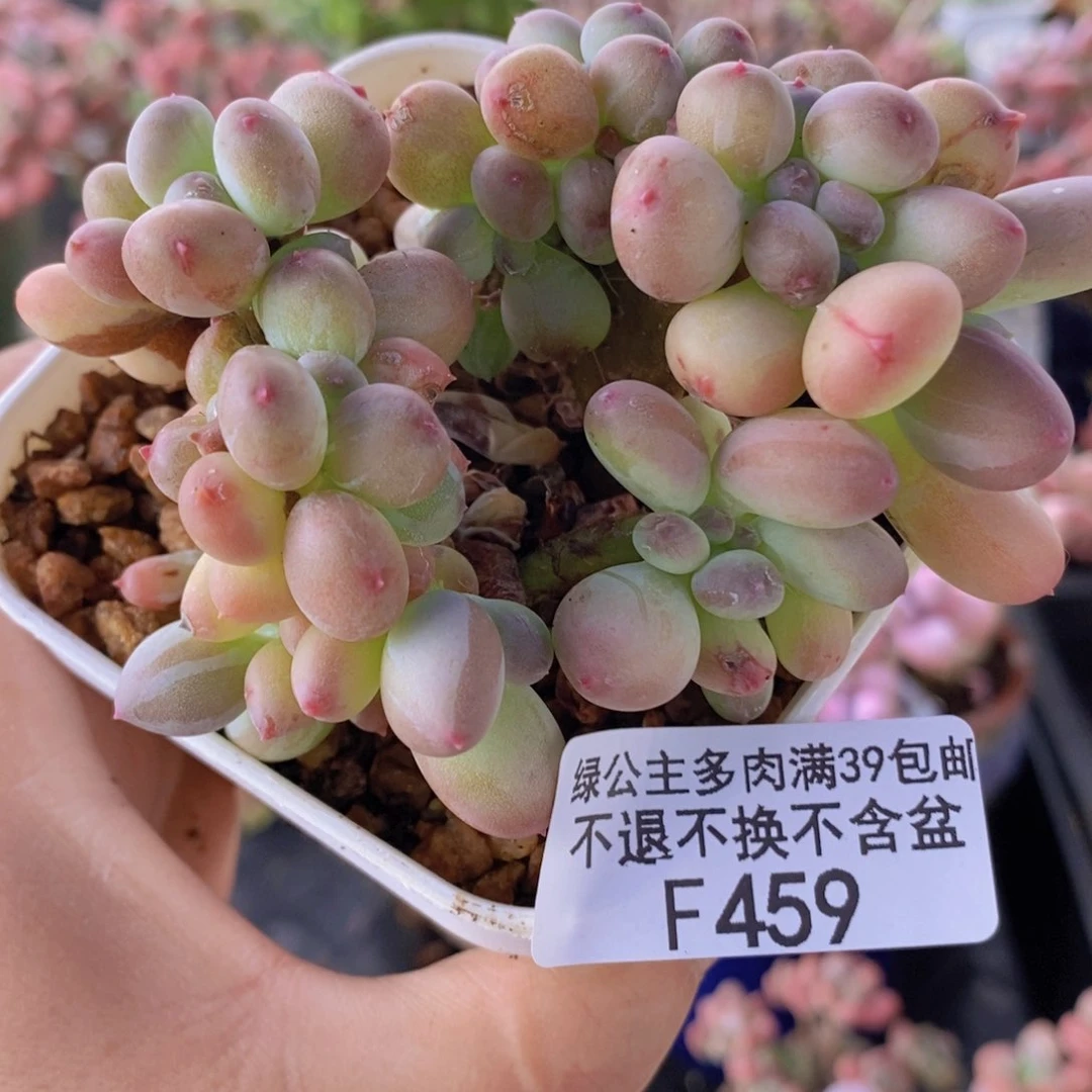 苹果奶z8cm459多肉植物