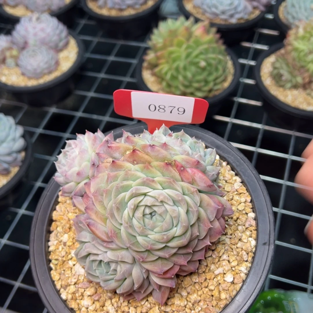 ?****0879肉多么多哦肉多哦