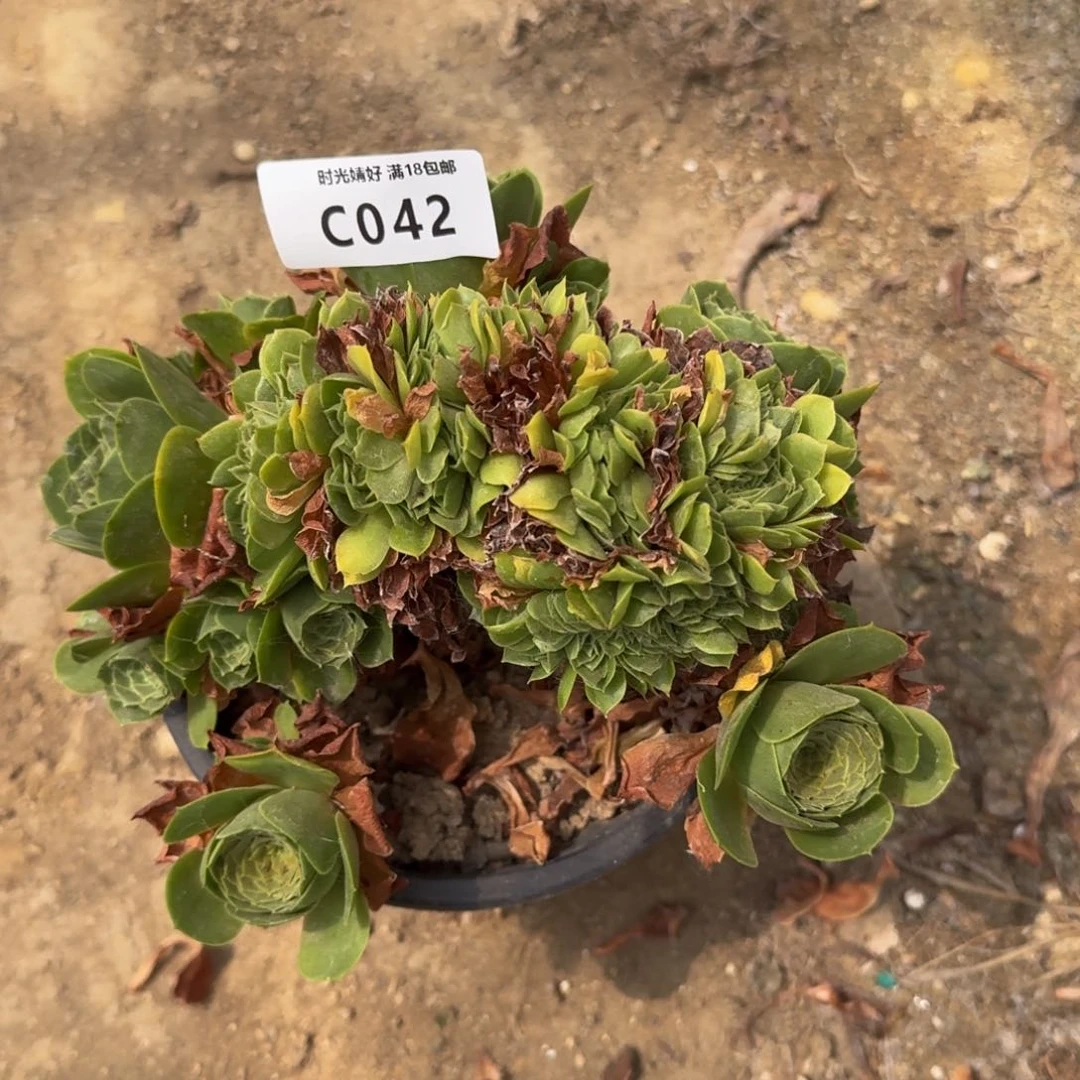 042不知名缀多肉植物