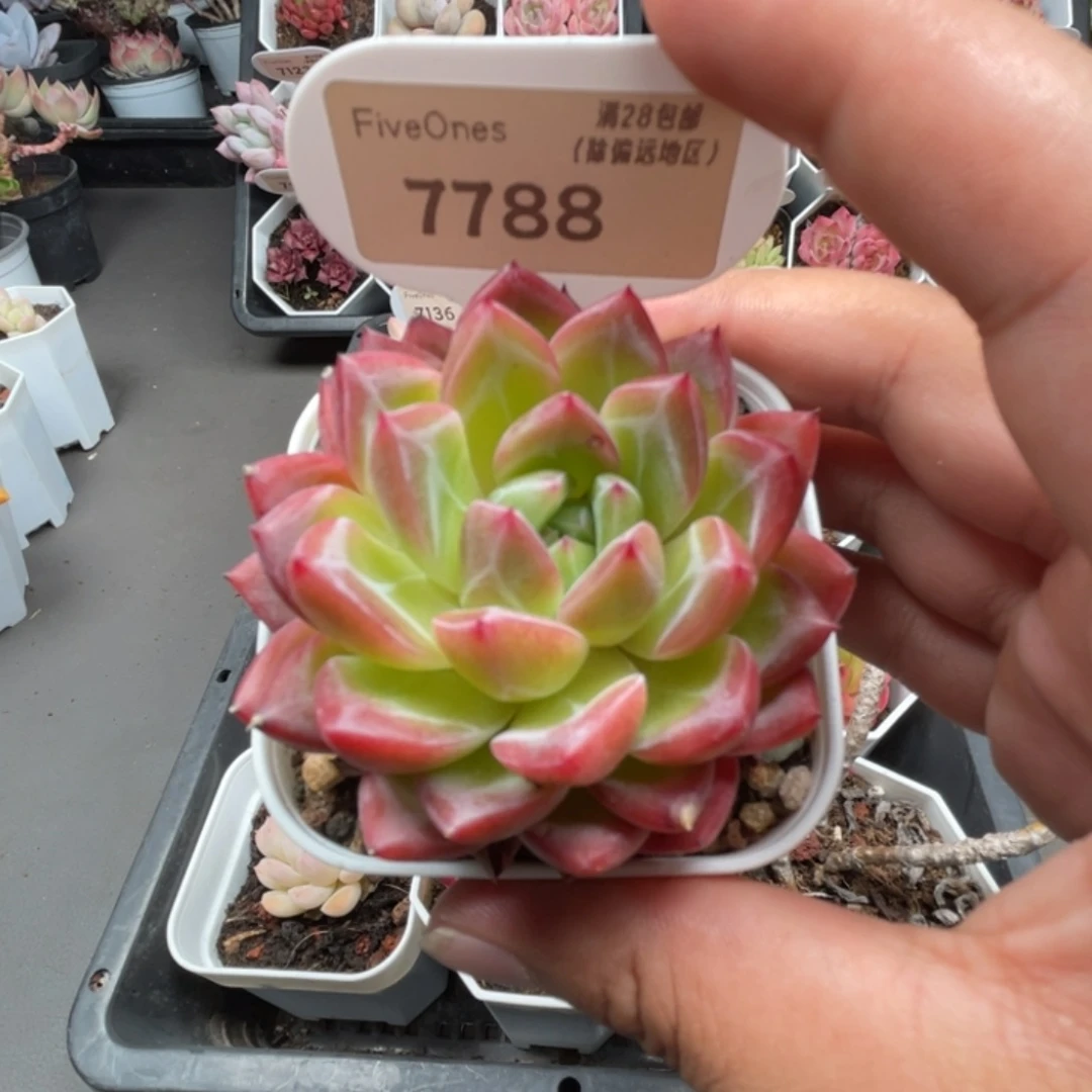 7788新品推荐5.0厘米