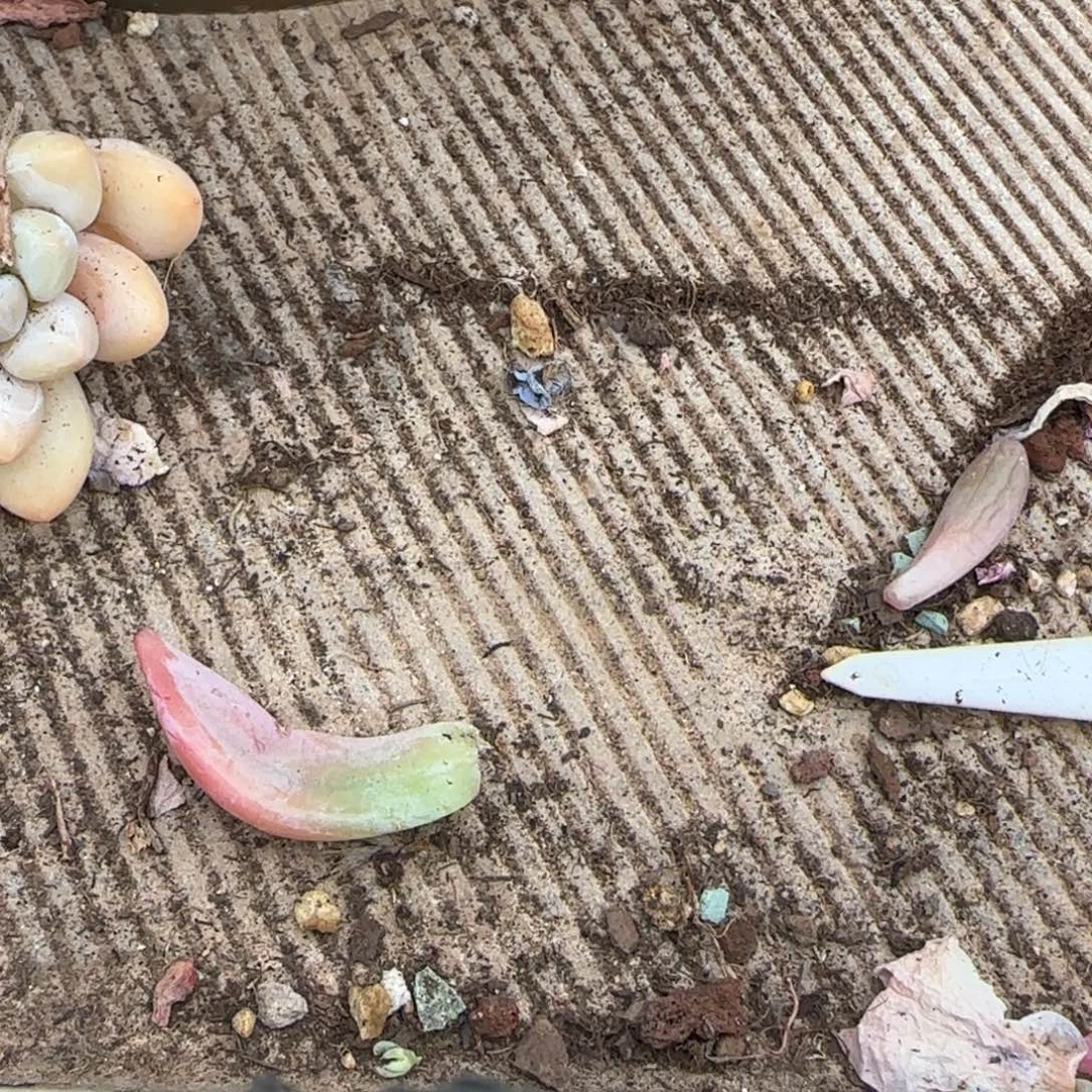 低***@存款多肉。