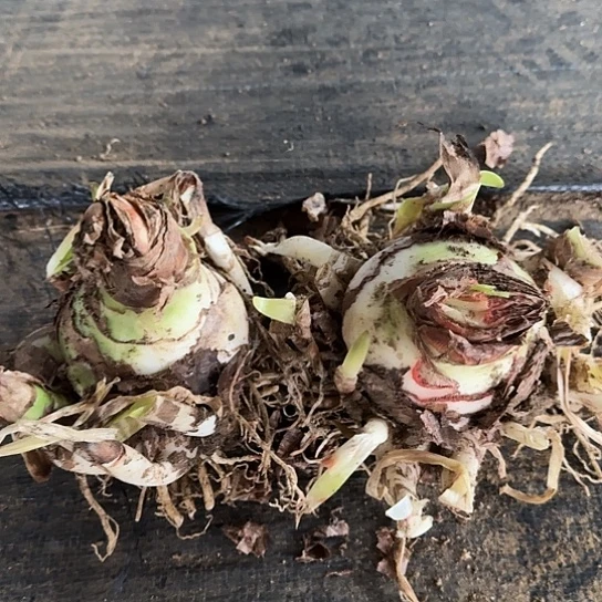 13号杂交开花无售后开盲盒