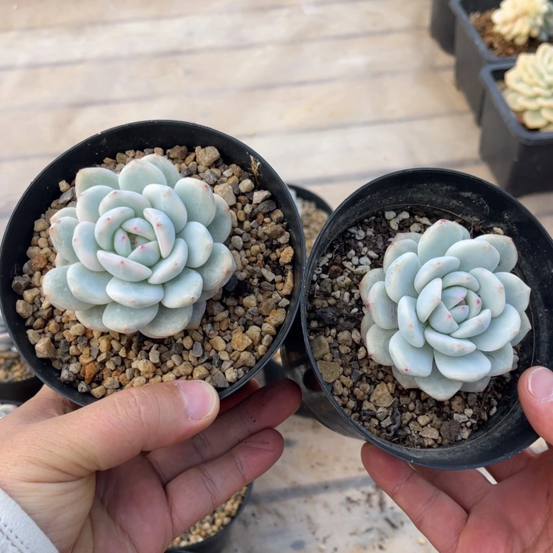 橙梦露锦两颗一物一拍