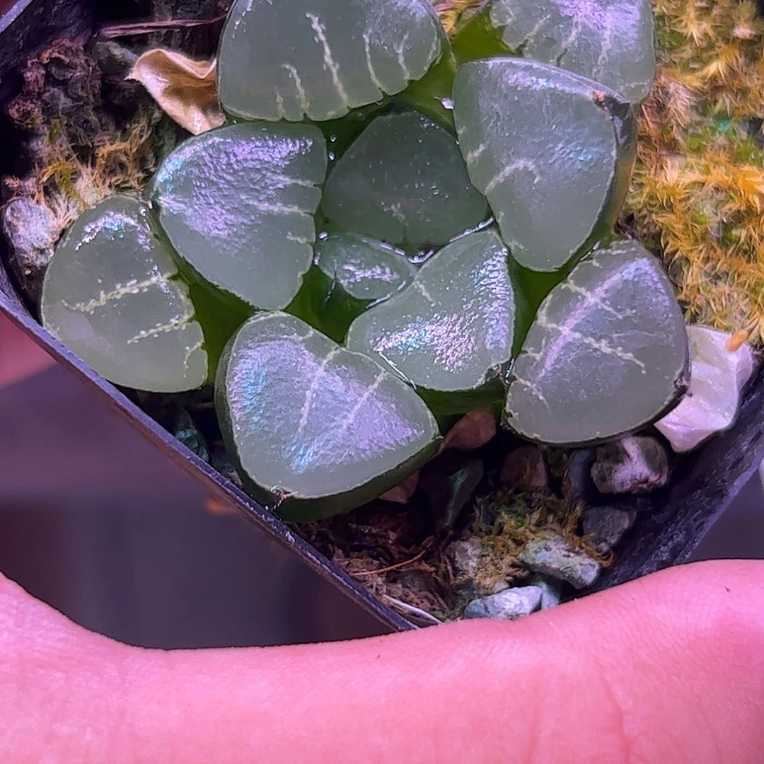 忘***悠姬翠寿十二卷多肉植物满