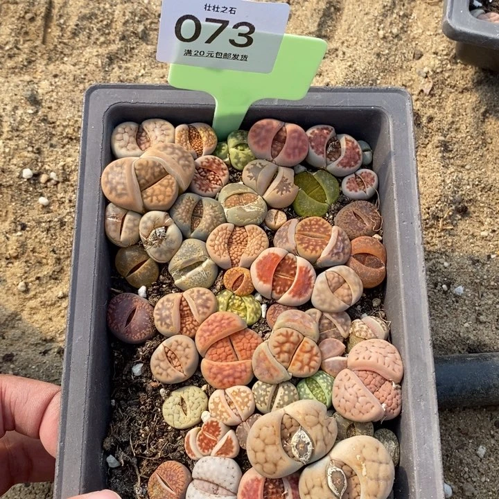 酥***旺073生石花小苗