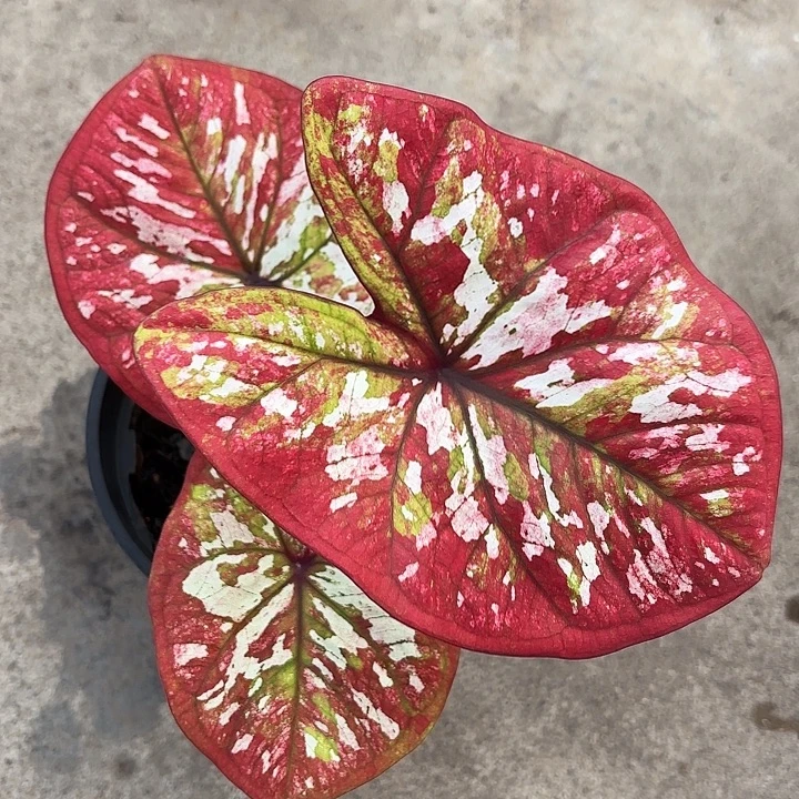 贝***贝78-1122大红袍广东现货