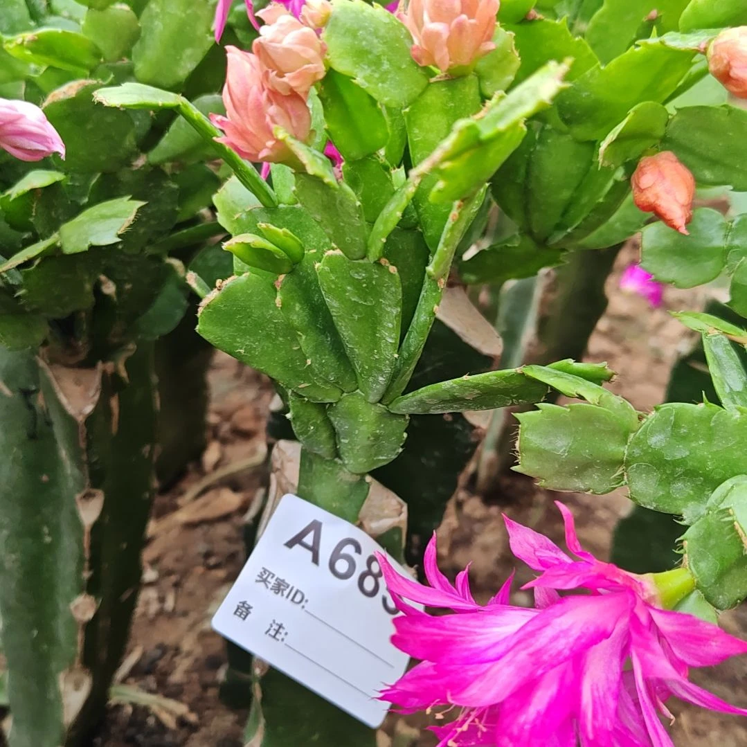028红重瓣脱土脱盆易掉芽苞685