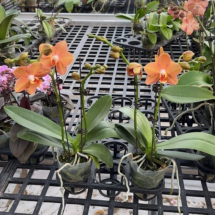 小***莓大部分开放少量花苞两颗