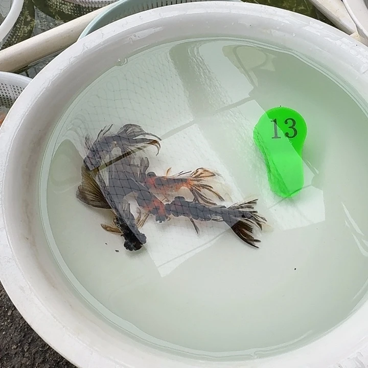 金鱼包邮包活到家