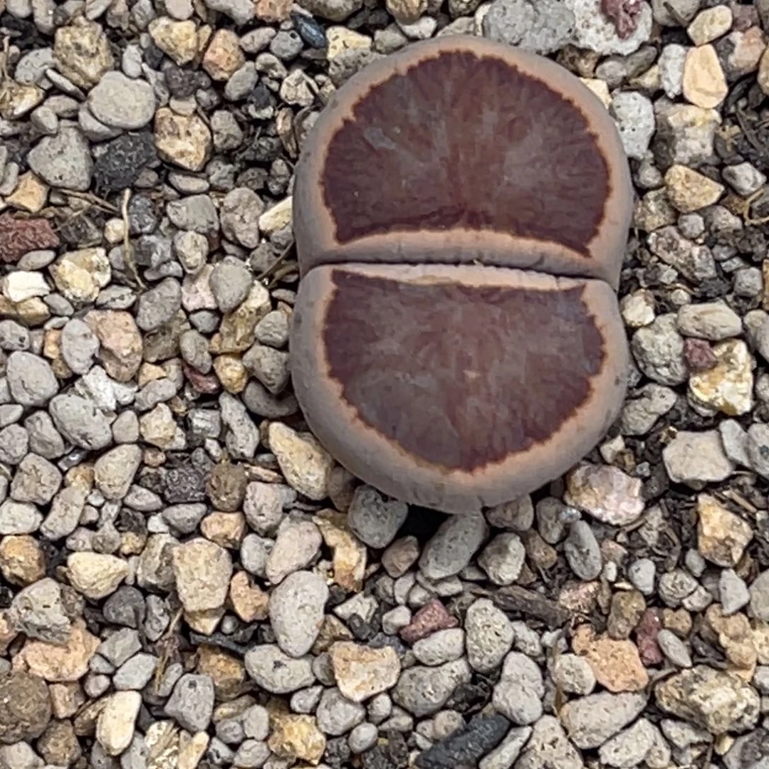 1883丝绒墨菊1尺寸2.2生石花